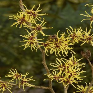 Hamamelis x intermedia Westerstede 9 cm pot