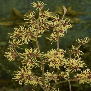 Hamamelis x intermedia 'Pallida' 9 cm pot