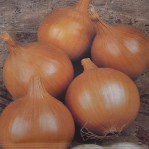 Onion Rijnsburger seed bag