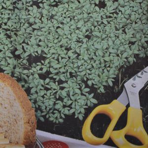 Cress Seed bag