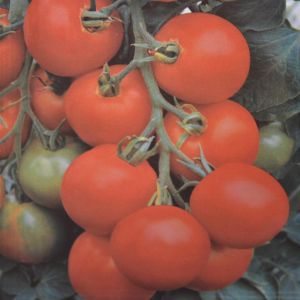 Tomato Bush Maja seed bag