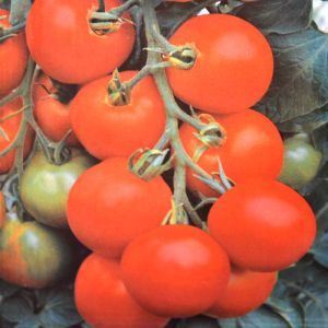 Tomato Bush Maja seed bag