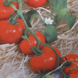 Tomato St. Peter Seed bag