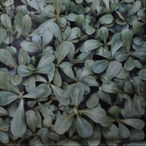 Purslane Green Seed bag