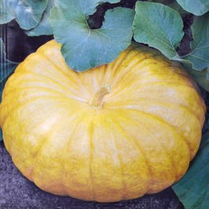 Pumpkin Yellow Gele Reuzen seed bag