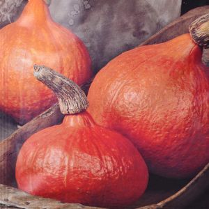 Pumpkin Uchiki Kuri seed bag