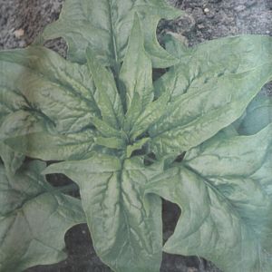 Spinach A,dam large leaved seed bag
