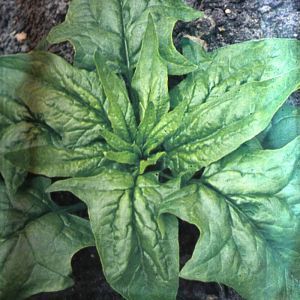 Spinach A,dam large leaved seed bag