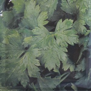 Celery Amsterdamse seed bag