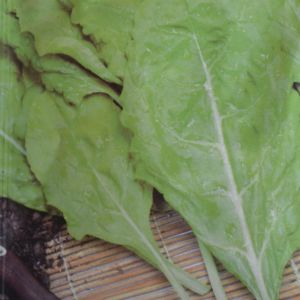 Swiss Chard Lucullus seed bag
