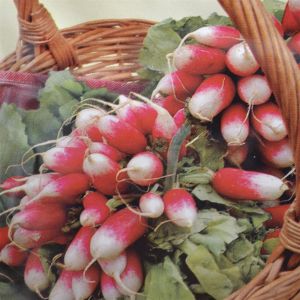 Radish French seed bag
