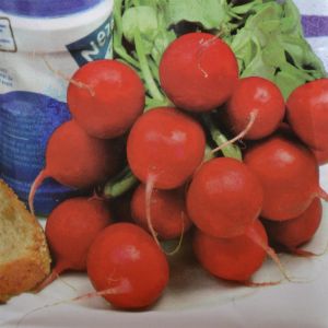Radish Saxa 2 seed bag