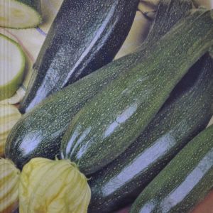 Courgette Black Beauty Seed bag
