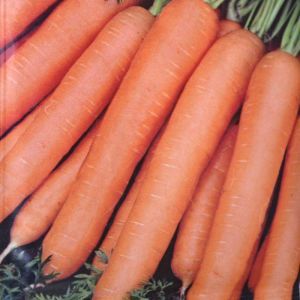 Winter Carrot Flakke 2 seed bag