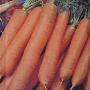 Winter Carrot Berlikumer seed bag
