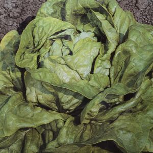 Lettuce Kagraner seed bag