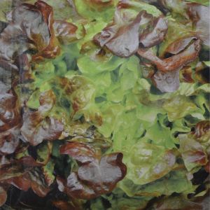Lettuce Red Salad Bowl seed bag