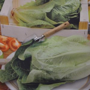 Blindsla Blanke zelvsluitende Seed Bag