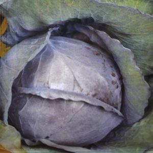 Cabbage Red Langedijker Winter (late) seed bag