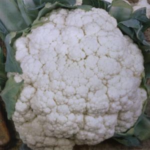 Cauliflower Alpha seed bag