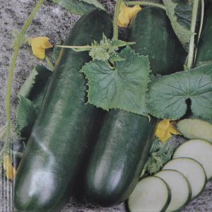 Cucumber Hoffmann's Johanna seed bag