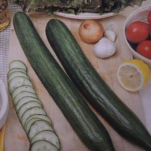 Greenhouse Cucumber Confida F1 seed bag