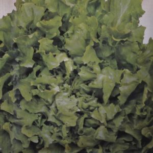 Endive Volhart Winter/Avantgarde Winter seed bag