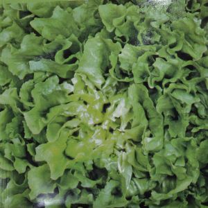 Endive Batavian Green No. 5 seed bag