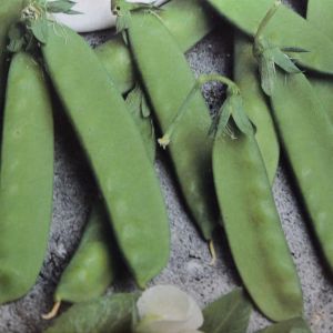 Sugar Peace Record
