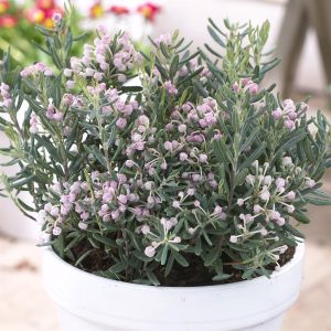Andromeda polifolia Blue Ice 9.5cm pot