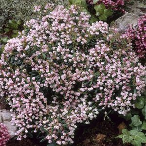 Andromeda polifolia Compacta 9.5cm pot