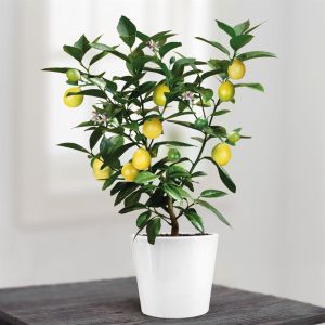 Citroenboompje