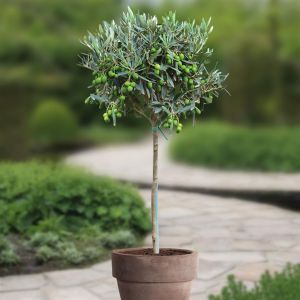 Standard Olive - Olea Europaea