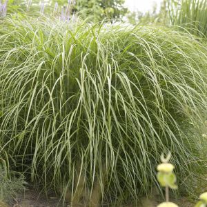 Miscanthus sinensis Yaku Jima Dwarf 9 cm