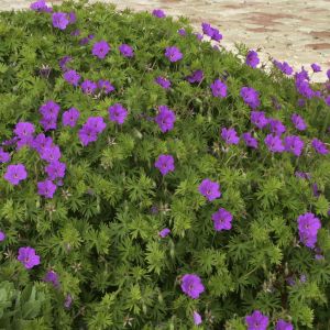 Geranium sanguineum Tiny Monster 9 cm