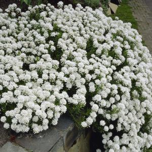 Iberis sempervirens 'Snowflake'  9 cm