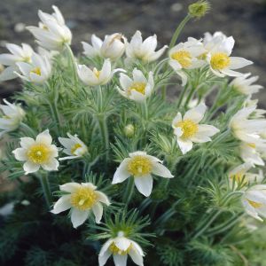 Pulsatilla vulgaris Alba 9cm Pot
