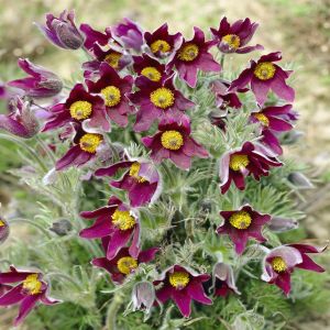 Pulsatilla vulgaris Rubra 9cm Pot