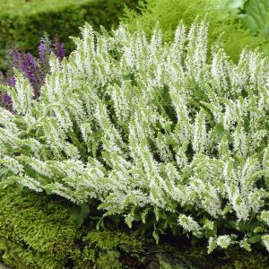 Salvia nemorosa Schneehugel 9 cm