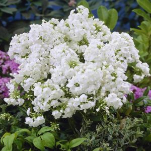 Phlox pan. David 9 cm
