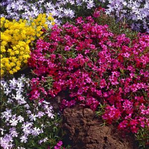 Phlox subulata Scarlet Flame 9 cm