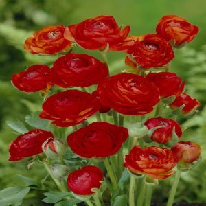 Ranunculus asiaticus red 4/5