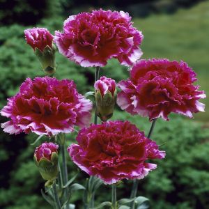 Dianthus caryophyllus grenadin Red 9 cm pot