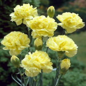 Dianthus caryophyllus Yellow 9 cm pot