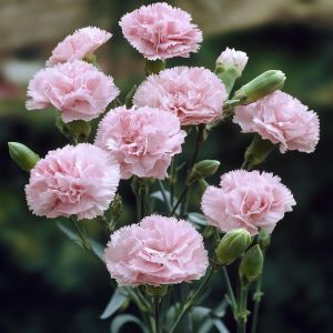 Dianthus caryophyllus grenadin Pink 9 cm pot