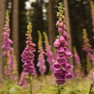 Digitalis purpurea Purple