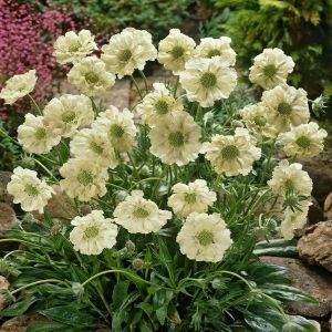 Scabiosa caucasica alba 7cm