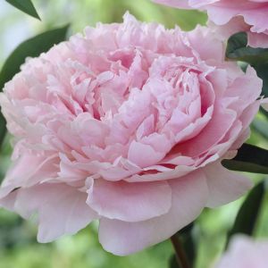 Paeonia lactiflora 'Sarah Bernhardt' 11 cm