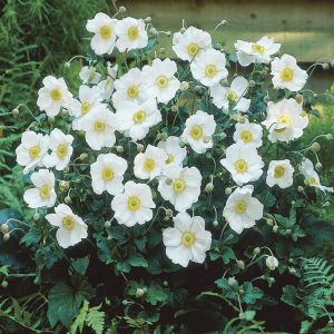 Anemone hybrida Honorine Jobert 9 cm
