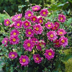 Anemone hybrida Pamina 9 cm